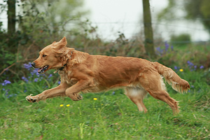 You can't get your dog to stop running away without answering the question: Why is your dog running away?